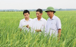Giữ gìn giống lúa truyền thống, một hợp tác xã tiêu biểu toàn quốc ở Bắc Ninh có thu nhập 6,6 tỷ/năm