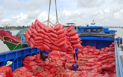 Giá gạo xuất khẩu Việt Nam vượt xa Thái Lan, thị trường "nín thở" đợi sản lượng vụ Hè Thu