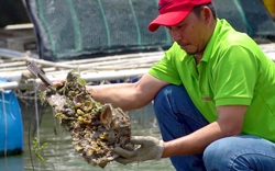 Sức hút từ nghề nuôi trồng thủy sản trên các làng bè ở Bà Rịa - Vũng Tàu
