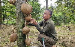 Sầu riêng hết mùa sốt giá, nhà vườn tích cực chăm sóc vườn cây