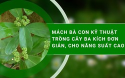 SỔ TAY NHÀ NÔNG: Mách bà con kỹ thuật trồng cây ba kích đơn giản, cho năng suất cao