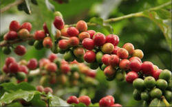 Giá cà phê 31/8: Nối tiếp đà tăng, giá cà phê trong nước gần chạm ngưỡng 67.000 đồng/kg