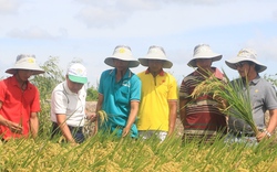 Bón phân ít lần, ít lượng nông dân An Giang vẫn phấn khởi vì lúa chín vàng ươm, trĩu hạt