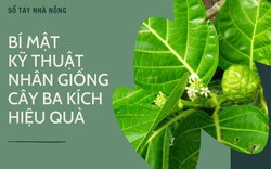 SỔ TAY NHÀ NÔNG: Bật mí kỹ thuật nhân giống cây ba kích đơn giản hiệu quả