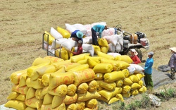 Giá gạo xuất khẩu gần 14 triệu đồng/tấn: Bộ Công Thương chỉ đạo "nóng" tình trạng mua gom kiếm lời, đẩy giá