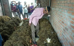Trồng nấm giỏi, một nông dân ở Bình Định được mời làm giảng viên dạy nghề trồng nấm