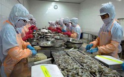 Ngược xu hướng lợi nhuận giảm, Thủy sản Thuận Phước (THP) báo lãi 6 tháng tăng 45% 