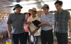 Nông dân một huyện ở Quảng Trị nuôi giống gà gì mà "giỏi chịu nóng", thịt ngon thì ai cũng khen?