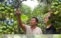 Ai ngờ trồng được cây mắc ca ra thứ hạt "nữ hoàng quả khô" ở một nơi của Lào Cai, thấy treo la liệt trái
