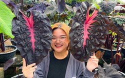 Cô gái An Giang lai tạo giống cây lạ đen - hồng như tên bài hát Blackpink