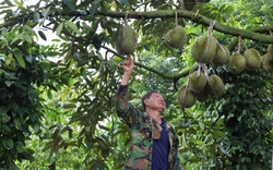 Ở Đắk Lắk giá sầu riêng cao ngất, vì sao ngành chức năng cảnh báo nông dân nhiều rủi ro?