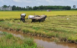 Lúa hè thu vừa thu hoạch đã có thương lái chờ sẵn đặt cọc giá cao, nông dân Tây Ninh mừng ra mặt