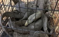 Bán 7 con kỳ đà vân cho người không rõ lai lịch, 2 đối tượng ở Đắk Nông bị truy tố