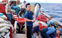 Một Nông dân Việt Nam xuất sắc 2023 ở Quảng Bình sắm tàu săn cá ngừ, cá nục, có chuyến thu tiền tỷ