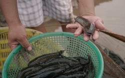 Một nông dân Nam Định xuất bán 300 tấn cá bống bớp, bán sang cả Trung Quốc, Hồng Kông