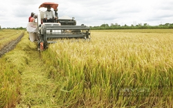 Thủ tướng chỉ đạo xử lý nghiêm các trường hợp trục lợi, "bơm" giá lúa gạo lên cao