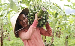 Đem loại quả quê sấy khô thành hàng OCOP, nữ nông dân Quảng Trị tự trả lương cao cho chính mình
