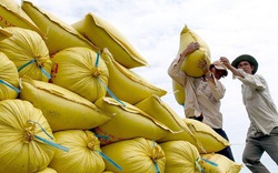 Thủ tướng Phạm Minh Chính ra chỉ thị về thúc đẩy sản xuất, xuất khẩu gạo, xử lý nghiêm các trường hợp đầu cơ