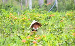 Anh bác sĩ Nghệ An chinh phục đồi trọc, lập vườn cây thuốc quý nơi “chảo lửa”  