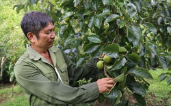 Lão nông Sơn La làm giàu từ trồng đủ các cây ăn quả trong vườn