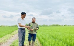 Ở một xã của tỉnh Hải Dương, có 12 hộ tích tụ được 100ha đất, trồng lúa, nuôi cá đều hiệu quả