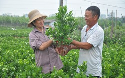 Từng gục ngã vì "cơn sốt" cây cảnh sanh Trung Quốc nay lão nông ở Mễ Sở kiếm tiền tỷ/năm từ lọ quất bonsai