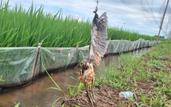 Chim hoang dã bị đánh bẫy, chết khô, cảnh tượng ám ảnh giữa cánh đồng lúa ở Ninh Bình
