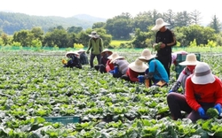 Trả công 3,6 triệu đồng/ngày, nông trại Hàn Quốc vẫn thiếu người làm