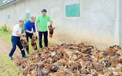 Hà Tĩnh: Mất điện đột ngột, quạt thông gió hỏng, hơn 8.000 con gà sắp xuất chuồng của một hộ dân chết ngạt