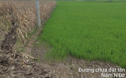 Giữa mùa mưa, hàng nghìn hecta lúa ở Đắk Nông có nguy cơ mất trắng
