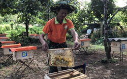 Nuôi bầy ong chả phải cho ăn, nông dân nơi này ở Hà Tĩnh cười tươi vì nhiều mật, bán giá 300.000 đồng/lít