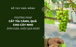 SỔ TAY NHÀ NÔNG: Kỹ thuật cắt tỉa cành cho cây nho