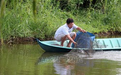 Giá tôm ở Kiên Giang giảm sâu