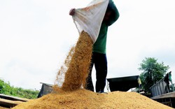 Giá gạo xuất khẩu giảm, kéo giá lúa trong nước đi xuống