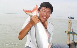 Một loài cá ngon ở Cà Mau sao lại gọi tên là cá dứa, tới mùa kéo hàng đàn tranh ăn trái mắm?