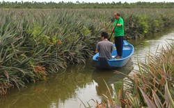 Trồng loại cây mỗi nơi gọi tên một kiểu, nông dân một xã của tỉnh Long An đổi đời