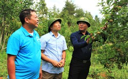 Bí thư Huyện ủy Nông Việt Yên và câu chuyện đánh thức "người đẹp Mù Cang Chải"