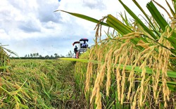 Giá lúa gạo chững, lo nguồn cung gạo không đủ đáp ứng nhu cầu tăng của thị trường