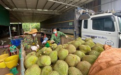 Hàng trăm hồ sơ xếp hàng đợi "mã số vùng trồng" xuất khẩu sầu riêng, nhiều địa phương muốn được cởi trói