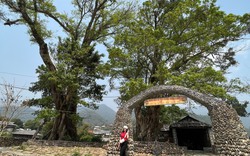 Xã nào như "miền cổ tích" ở Sơn La, có 7 cây cổ thụ, cây sa mu 1.000 năm tuổi, 2 cây sồi 300 tuổi?