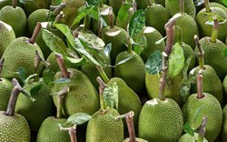 Giá mít Thái hôm nay 12/9: Nhà vườn chỉ cách trồng mít Thái sống lâu năm, ít bệnh, nhiều trái