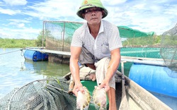 Nơi giao nhau 3 dòng sông lớn, nông dân Quảng Bình nuôi toàn cá đặc sản, nhìn con to mà lo lo