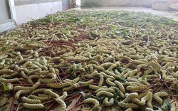 Loài nhìn ghê sợ nhưng được ví “bổ như nhân sâm”, giá 120.000 đồng/kg