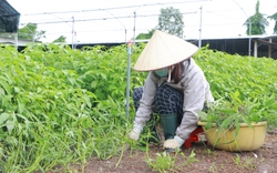 Lãnh đạo TP.HCM đồng tình với mong muốn của nông  dân về công trình phụ trợ trên đất nông nghiệp