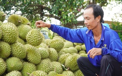 Thứ trưởng Bộ NNPTNT: Không quản lý chặt mã số vùng trồng, hệ lụy rất nghiêm trọng