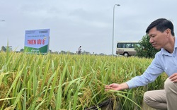 Cấy giống lúa Đài Thơm 8 và Thiên ưu 8 thế hệ mới, nông dân Hà Nội mang thóc lên bờ là có tiền