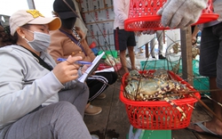 Tôm hùm giá 2,2 triệu đồng/kg, xuất khẩu tăng 30 lần, vì sao Việt Nam vẫn chưa có cơ sở chế biến tôm hùm?