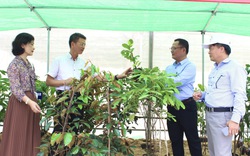 Hội Nông dân Quảng Bình khai trương điểm cung ứng cây trồng chất lượng, năng suất cho nông dân