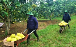 Một huyện miền núi ở Hà Tĩnh thu 500 tỷ đồng từ loại quả đặc sản, đem sang tận Malaysia giới thiệu
