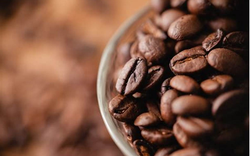 Vì sao nhiều doanh nghiệp cà phê thay đổi nhân sự giữa lúc giá cà phê biến động tăng giá?